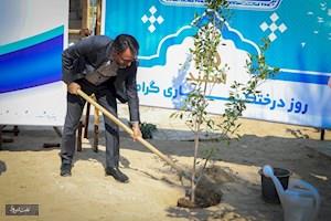 درختکاری 10 هکتاری توسط پتروشیمی بوشهر