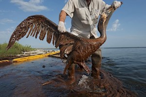 نجات پلیکان آغشته به نفت خام از آب های آلوده در ساحل ایالت لوئیزیانا