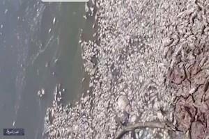 مرگ هزاران ماهی در سد حلبی‌ساز بردسیر/دادستانی: فوری پیگیری می‌شود
